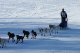 Jeremiah Klejka, winner of the 2011 Jr. Iditarod